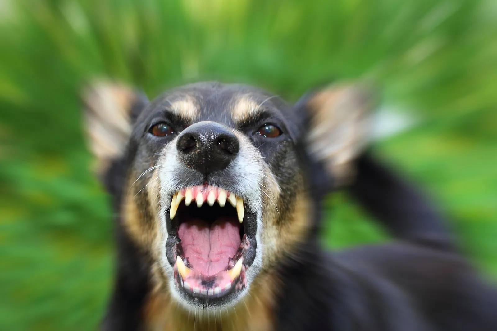 What to Do After a Dog Bite