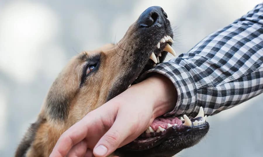 California Dog Bite Liability