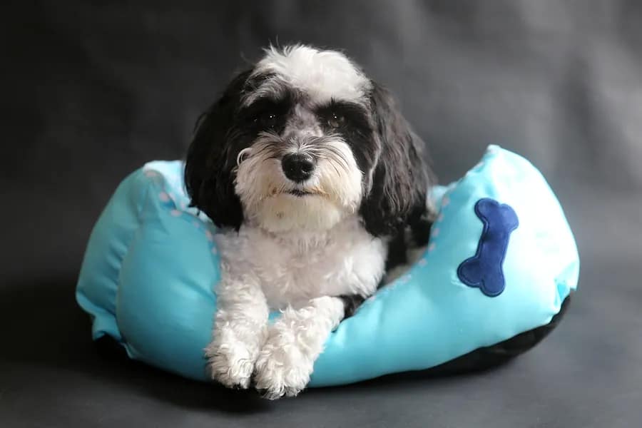 Car Accidents Injured Pets Can Sue