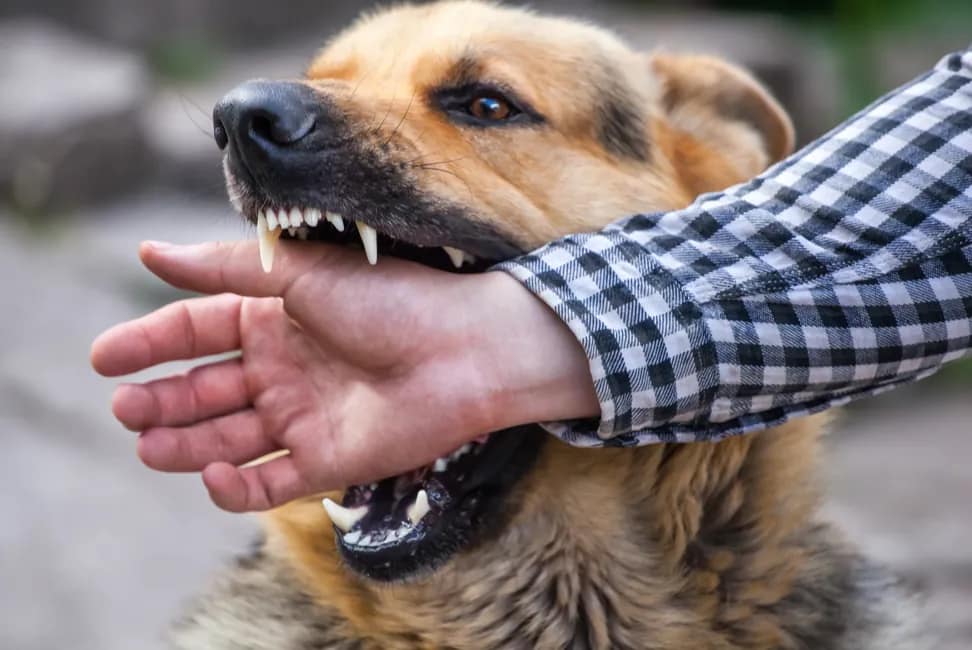 Can a Landlord Be Liable for a Dog Bite
